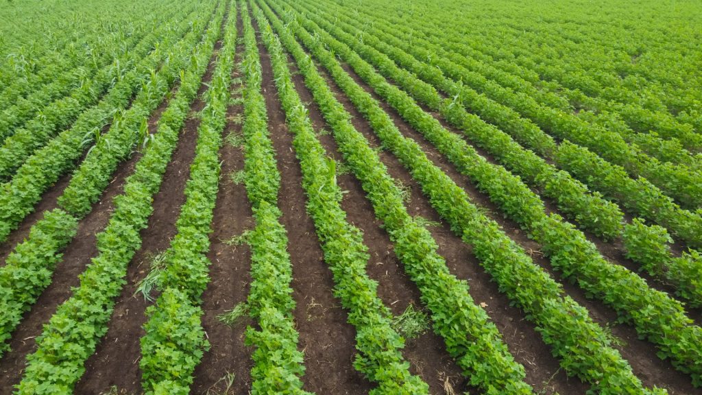 Agriculture 1024x576